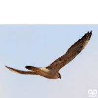 گونه شاهين Barbary Falcon